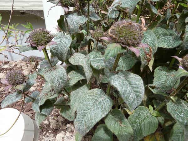 powdery substance on bee balm leaves
